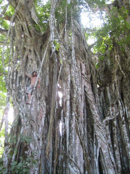 small ax fall big trees